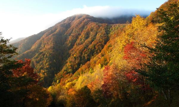 TREKKING NELLE FORESTE CASENTINESI